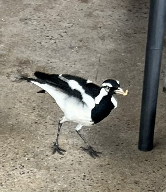 Magpie-lark - ML647233052