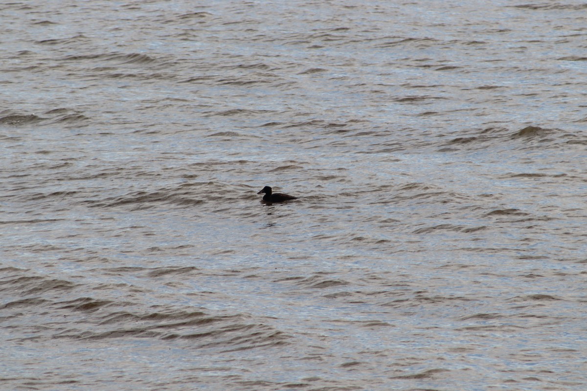 Surf Scoter - ML647233054