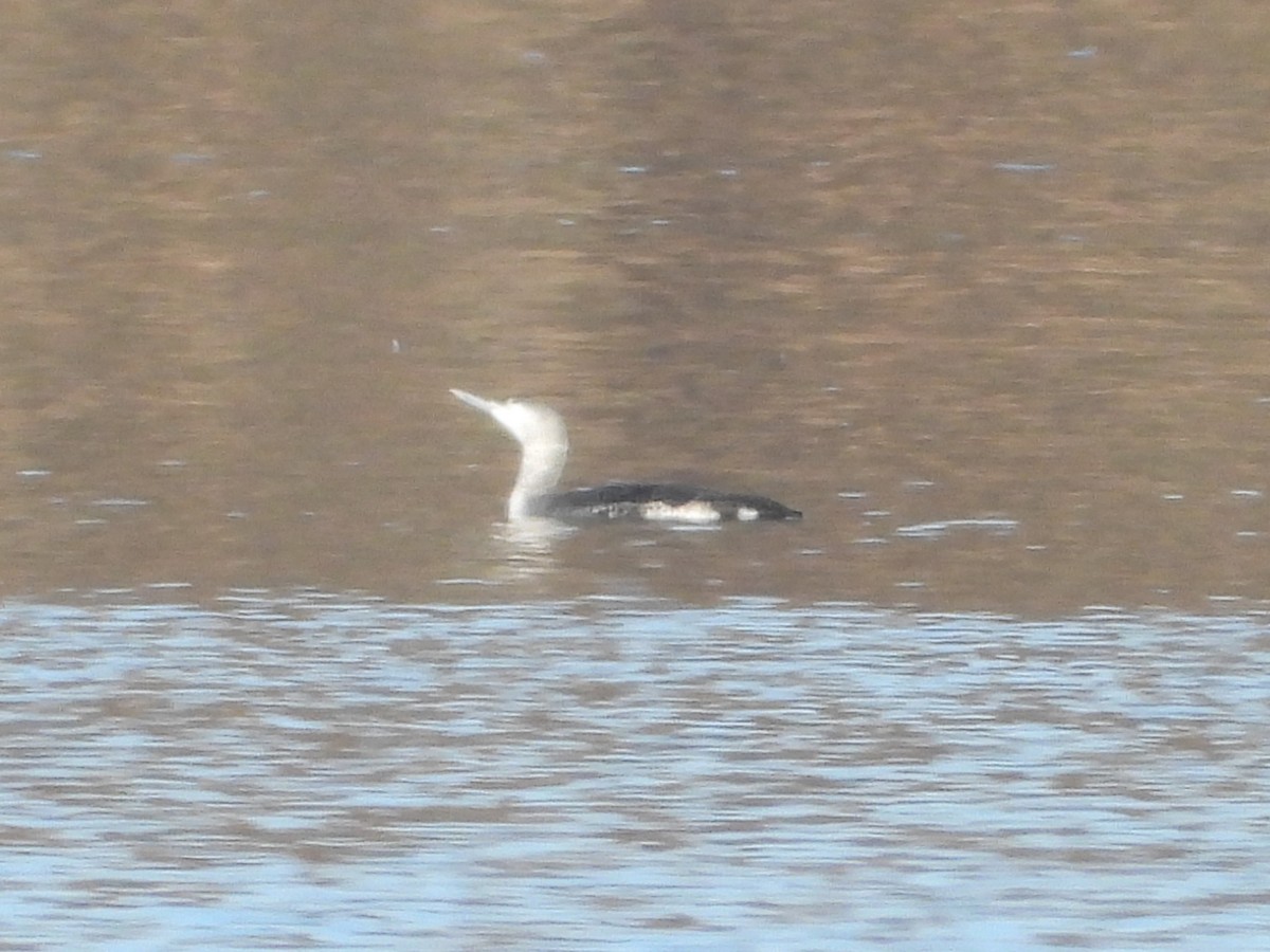 Гагара чорношия - ML647233055