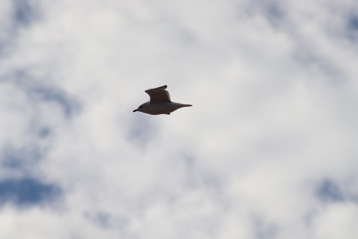 Ring-billed Gull - ML647233065