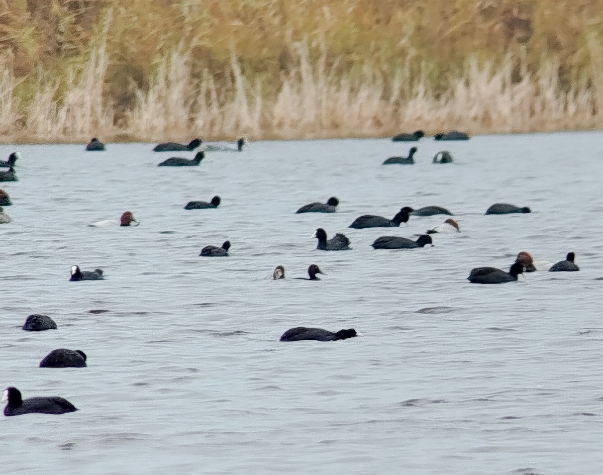 Ferruginous Duck - ML647233066