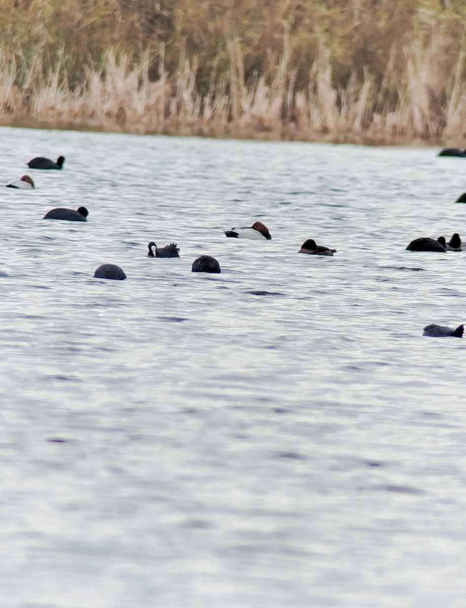 Ferruginous Duck - ML647233070