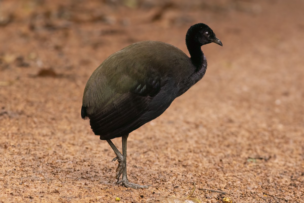 Зеленокрылый трубач - ML647233074