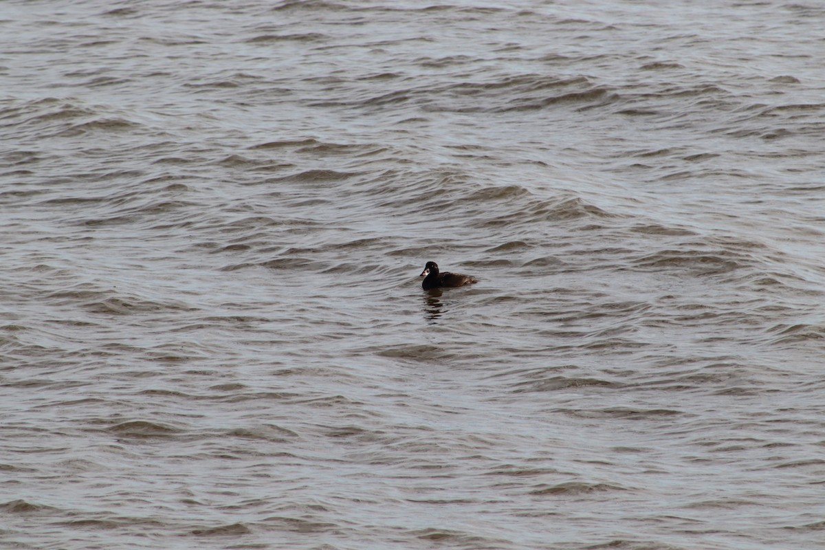 Surf Scoter - ML647233081