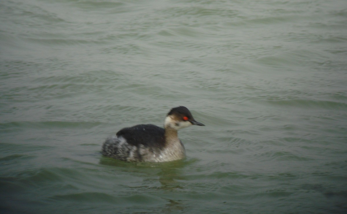 Grèbe à cou noir - ML647233082