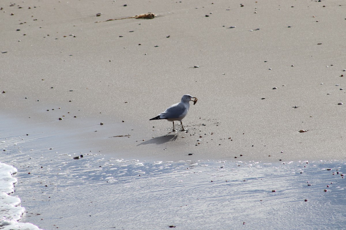 Ring-billed Gull - ML647233089