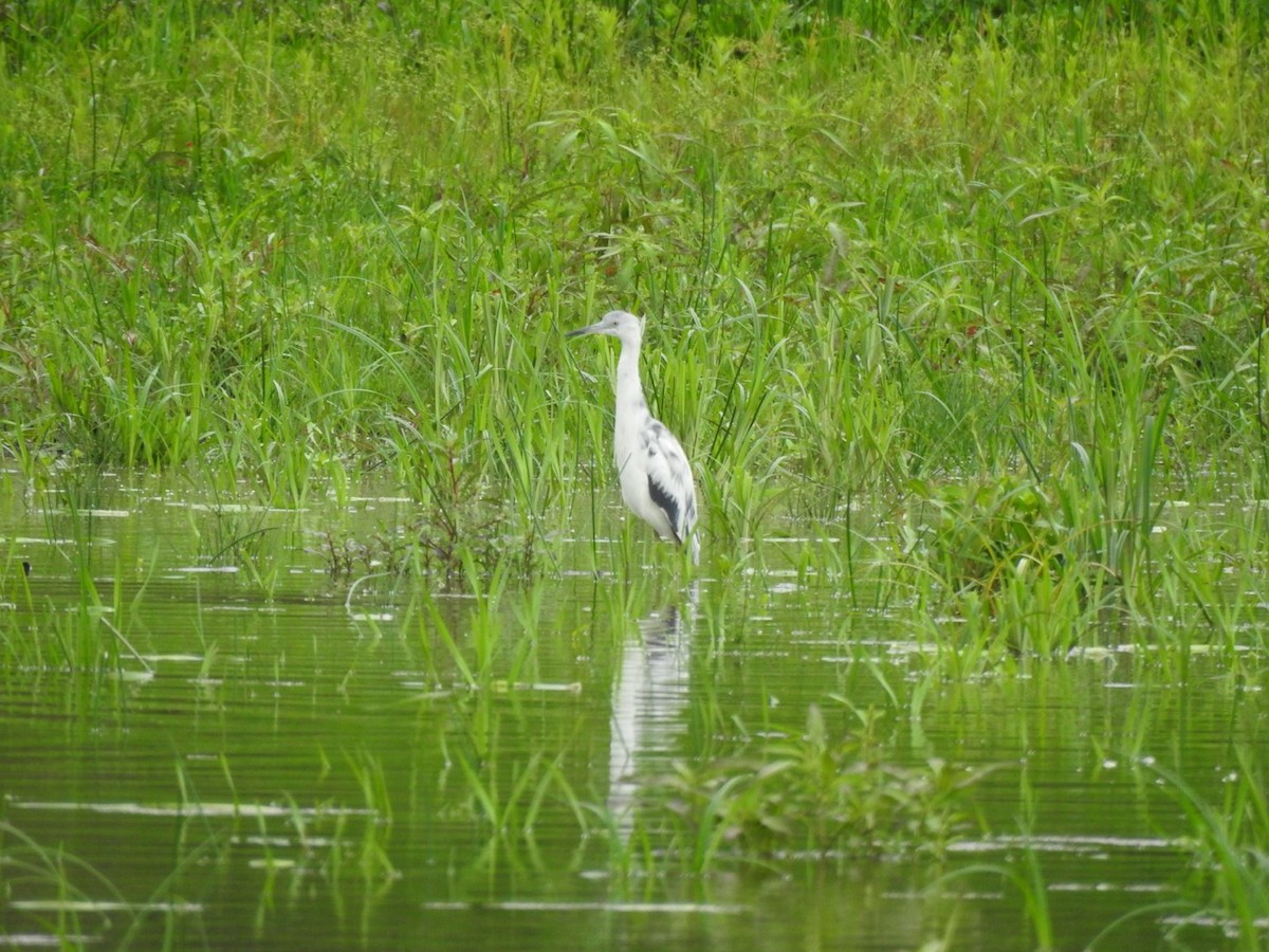 Little Blue Heron - ML647233123