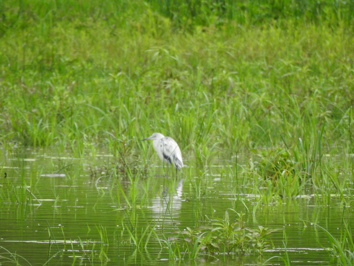 Little Blue Heron - ML647233124
