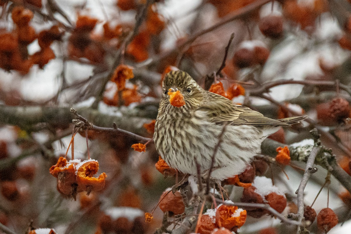 Cassingimpel - ML647233126