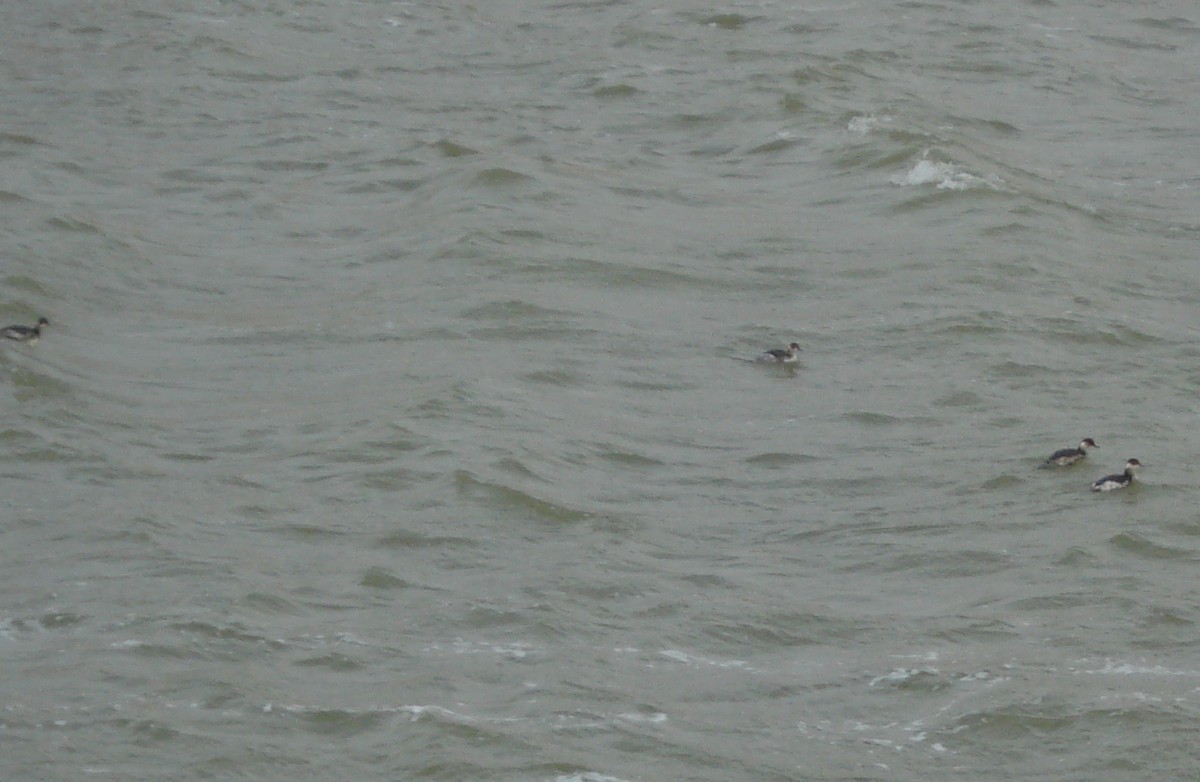 Grèbe à cou noir - ML647233131