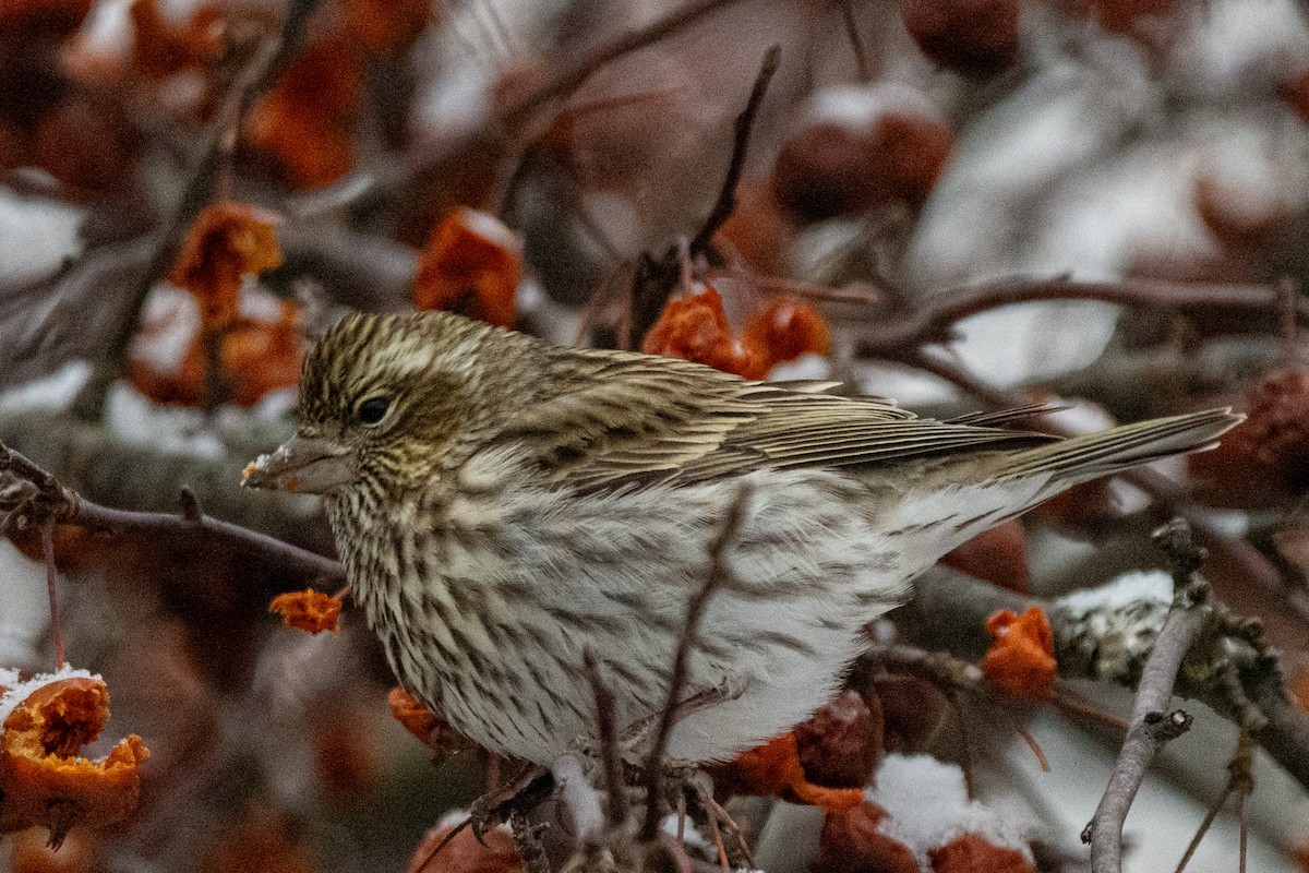 Cassingimpel - ML647233132