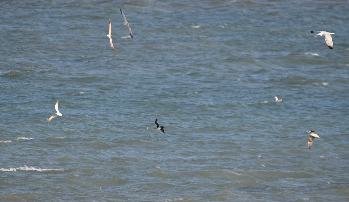 חמסן טפיל - ML647233136