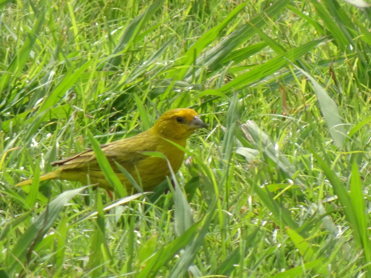 キンノジコ - ML647233137