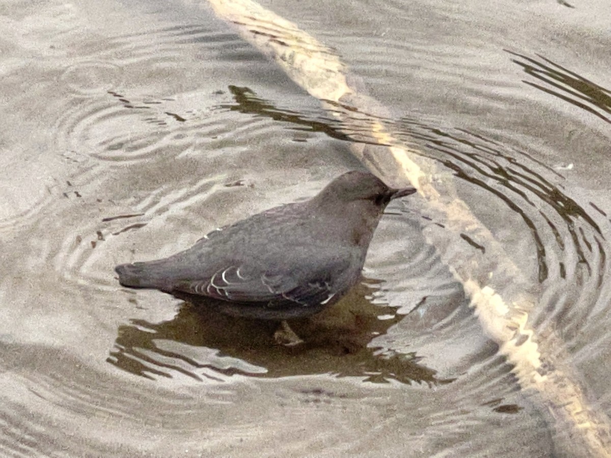 メキシコカワガラス - ML647233138