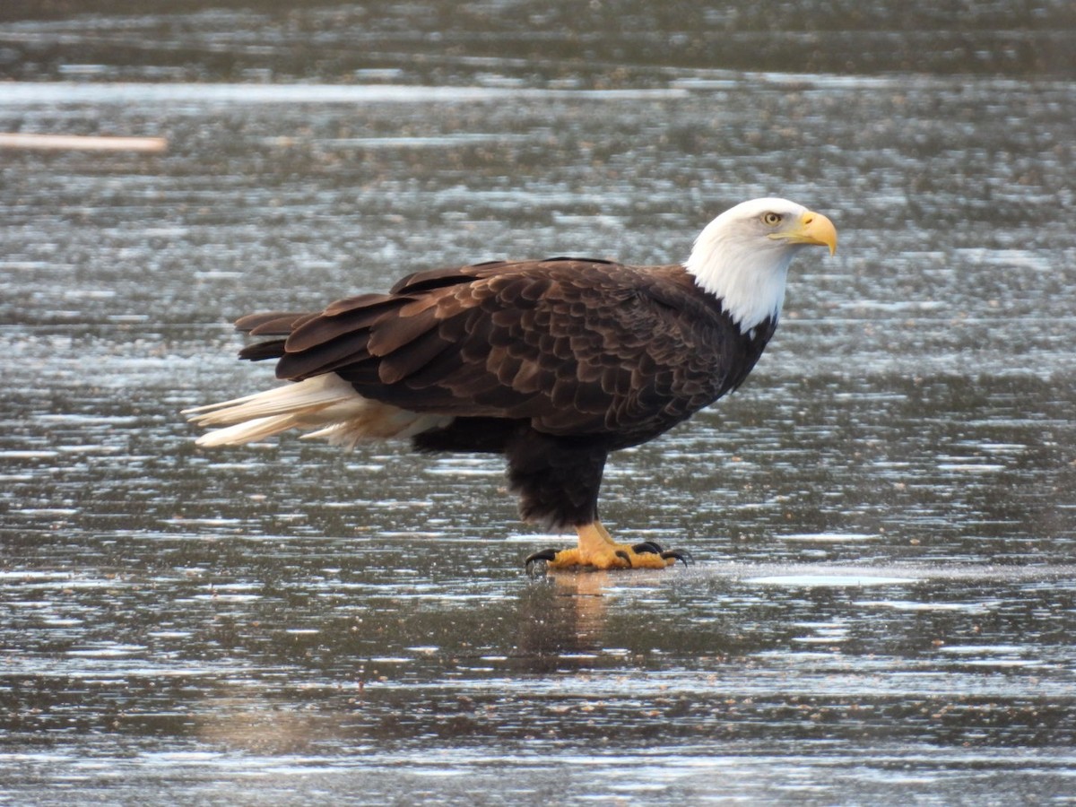 ハクトウワシ - ML647233139