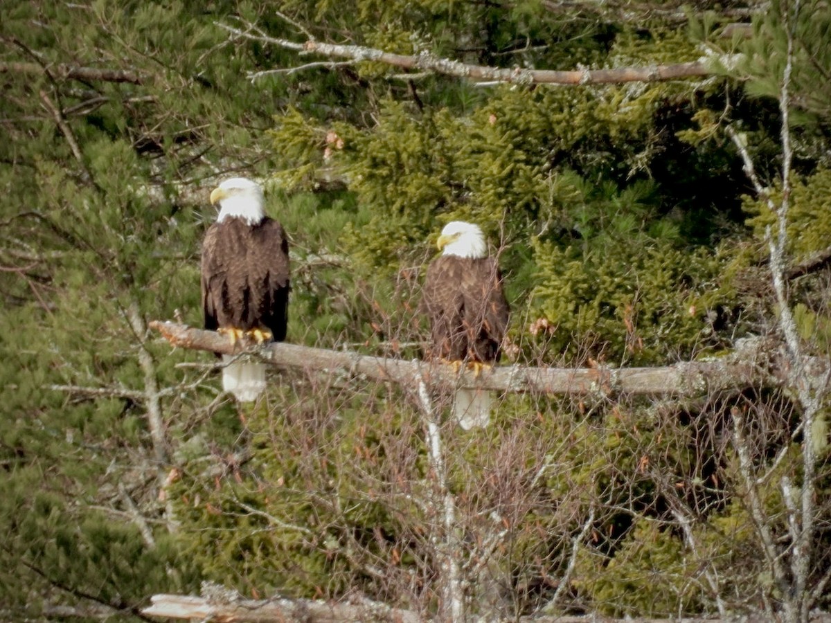 ハクトウワシ - ML647233140