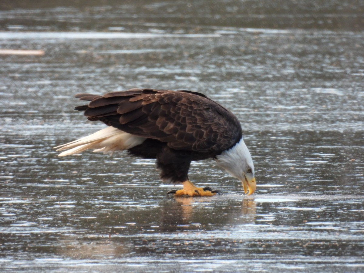 ハクトウワシ - ML647233141