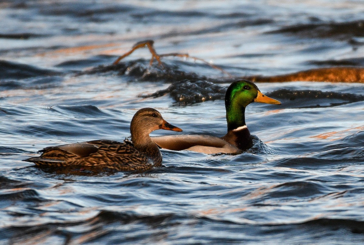 マガモ - ML647233142