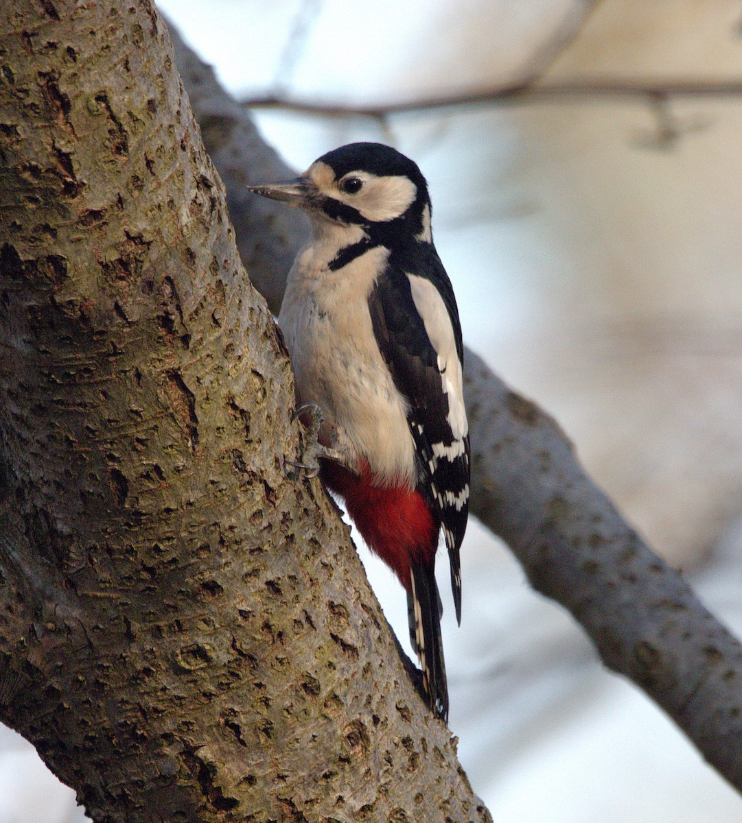 アカゲラ - ML647233144