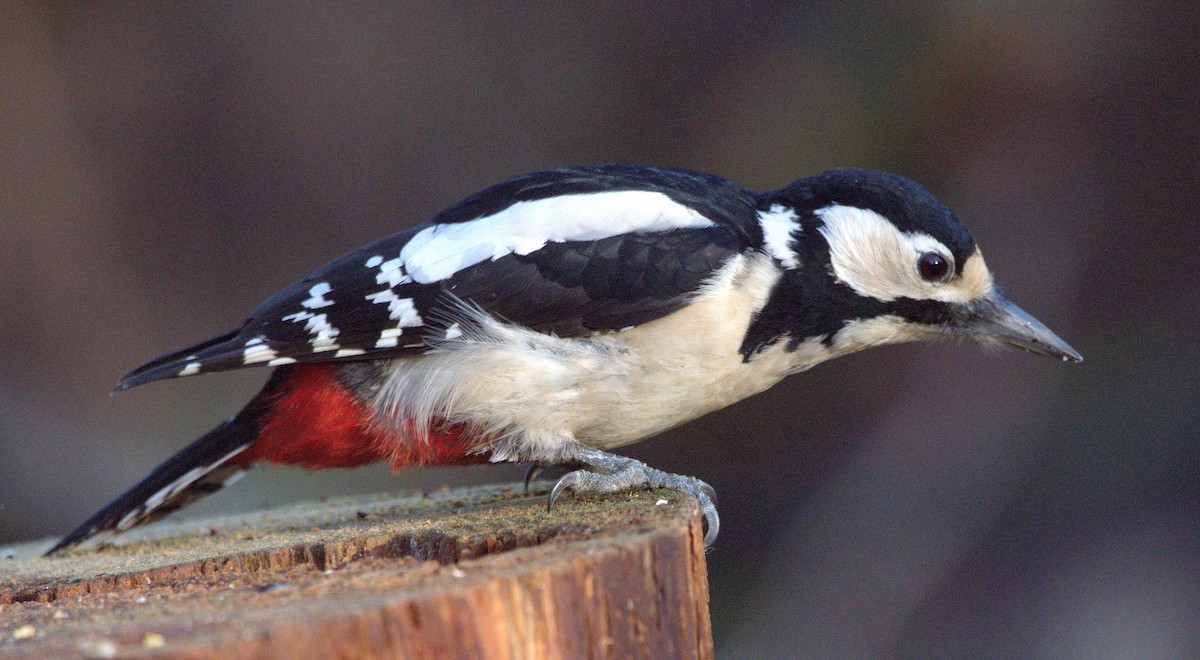 アカゲラ - ML647233145