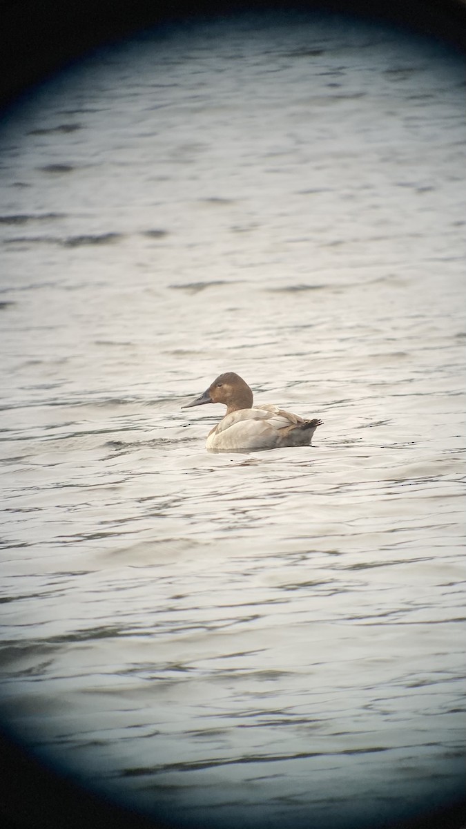 オオホシハジロ - ML647233150