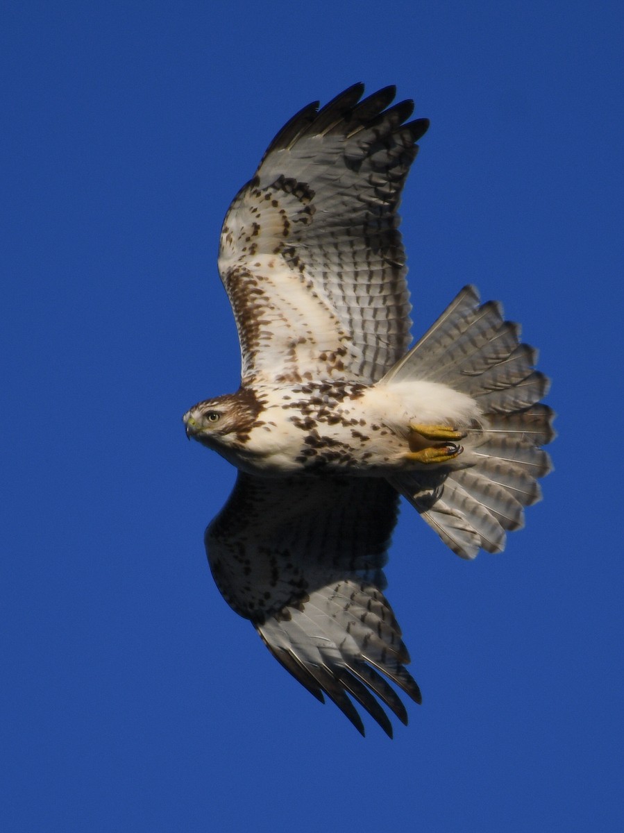 アカオノスリ - ML647233151