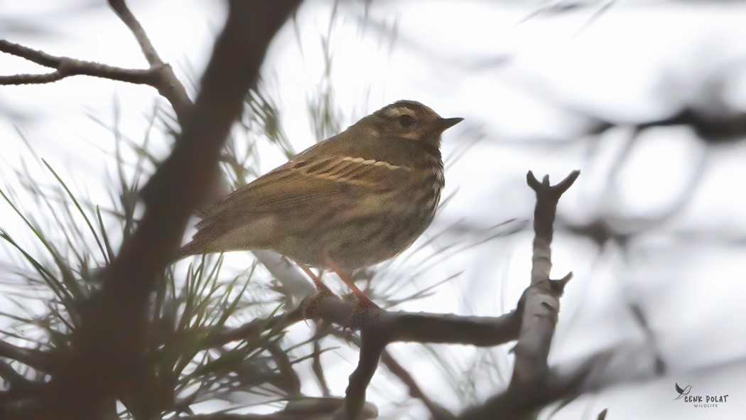 ビンズイ - ML647233152