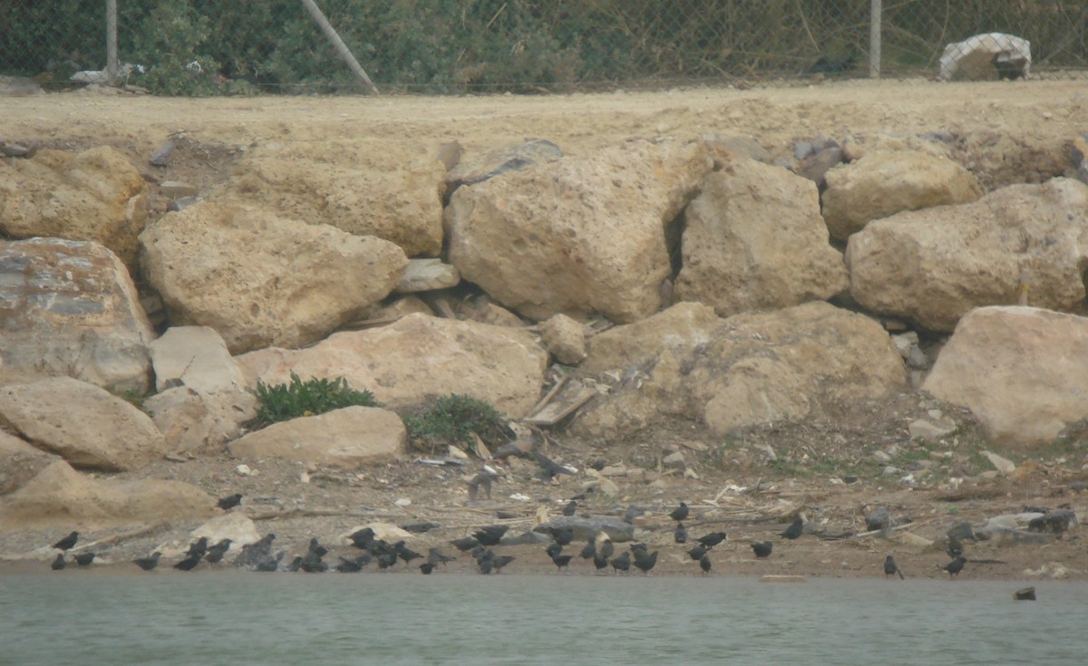 ムジホシムクドリ - ML647233155