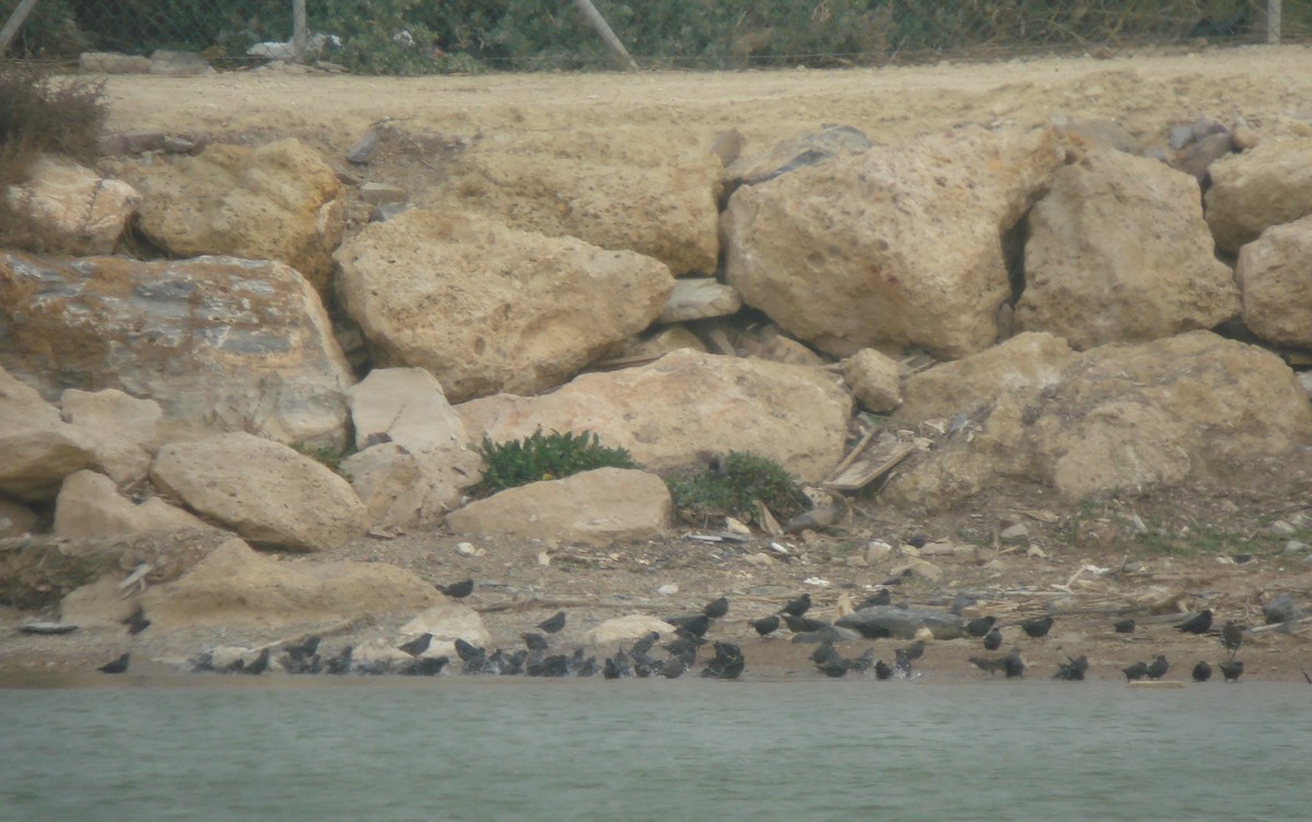 ムジホシムクドリ - ML647233156