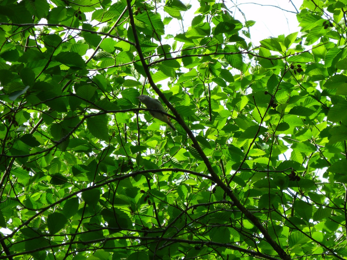 Hutton's Vireo - ML647233160