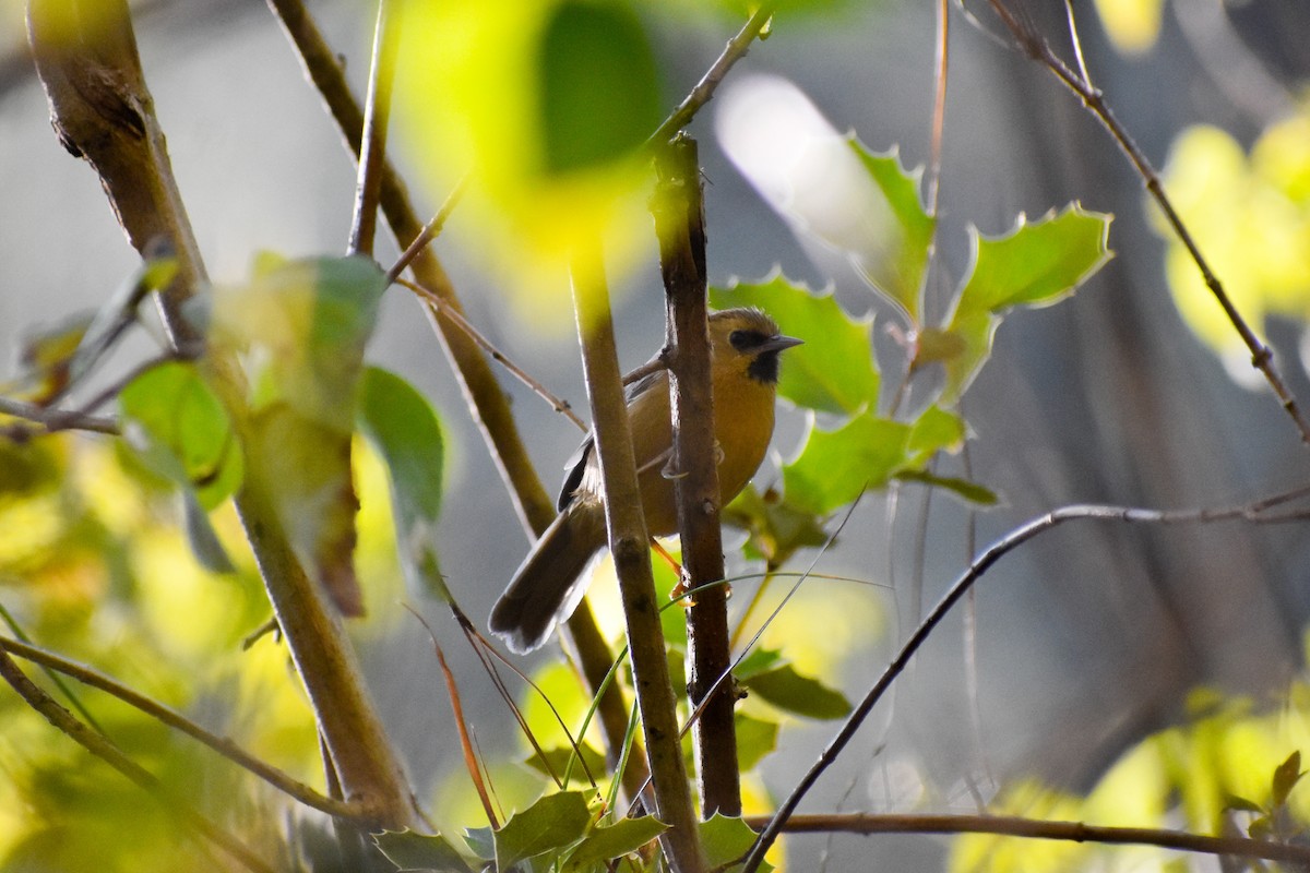 クロアゴモリチメドリ - ML647233161