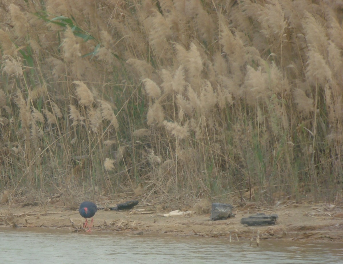 セイケイ - ML647233168