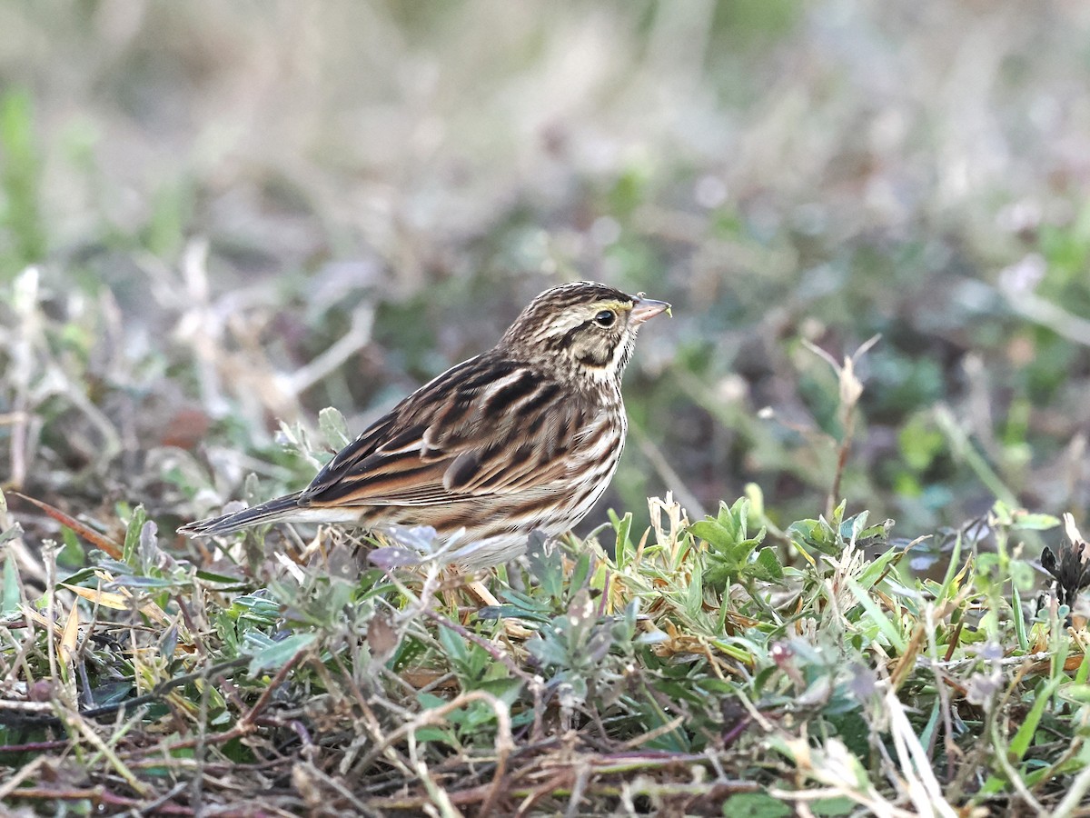 サバンナシトド - ML647233169