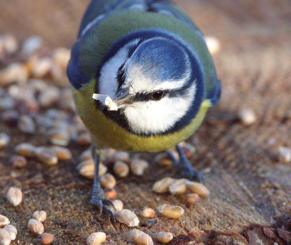 Herrerillo Común - ML647233171