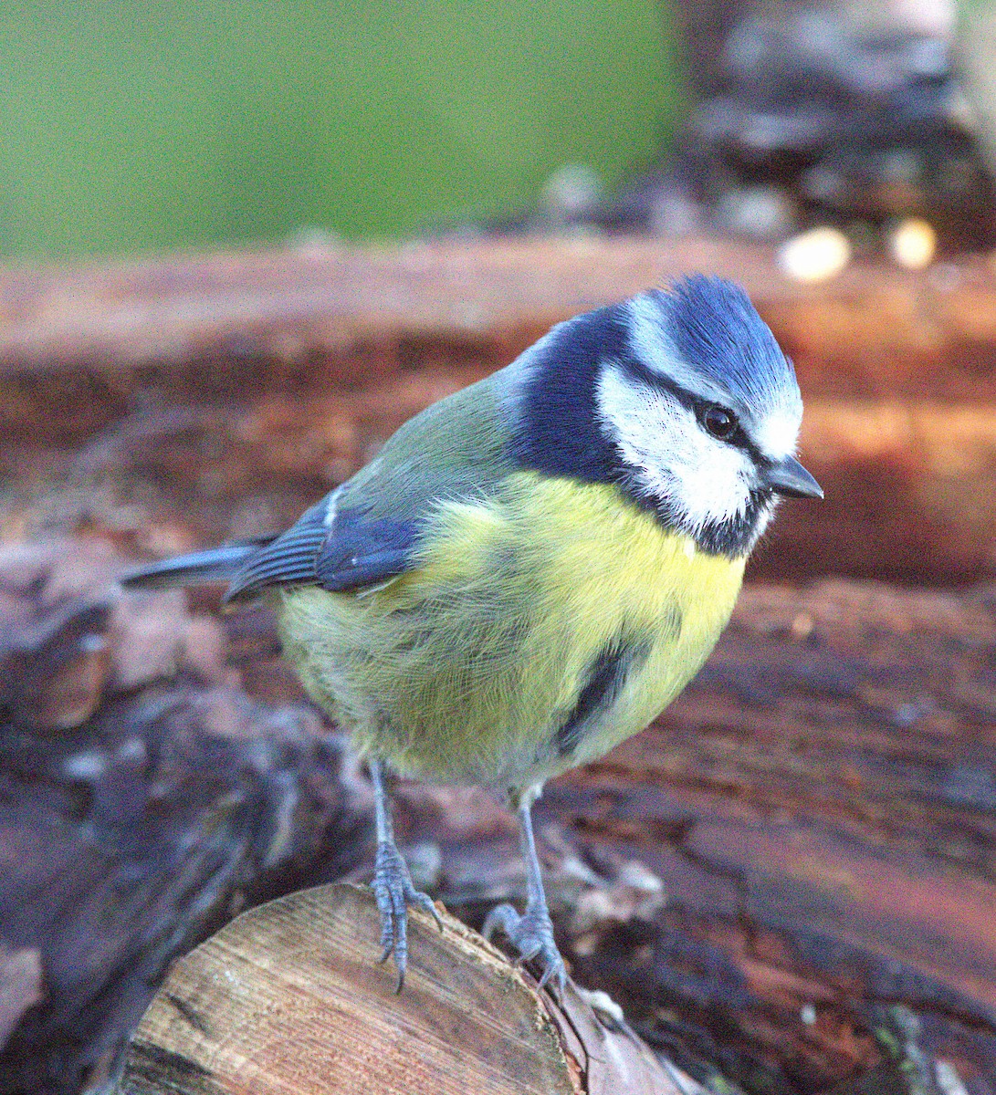 Herrerillo Común - ML647233172