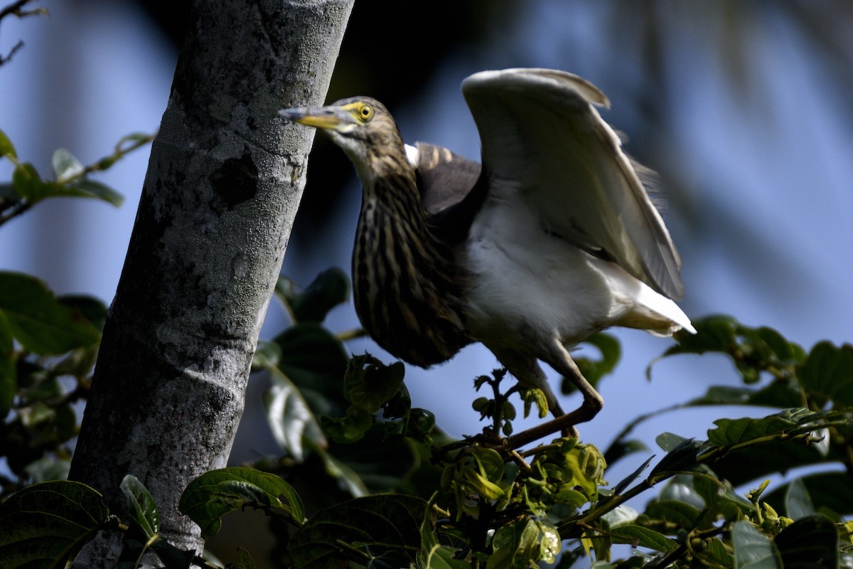 Indian Pond-Heron - ML647233182