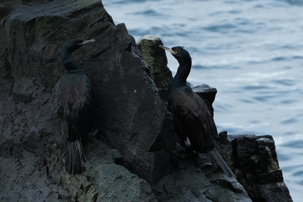 kormorán červenolící - ML647233186