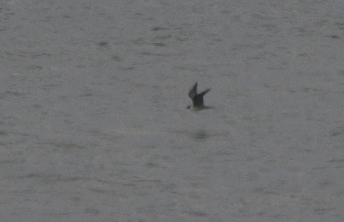 חמסן זנבתן - ML647233191