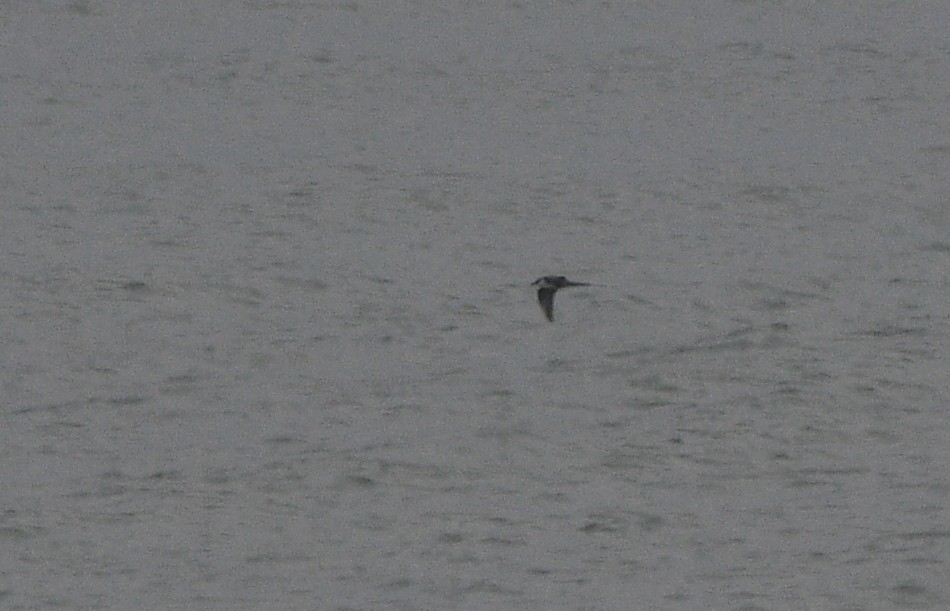 חמסן זנבתן - ML647233192