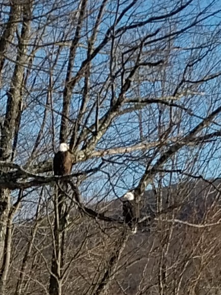 Bald Eagle - ML647233210