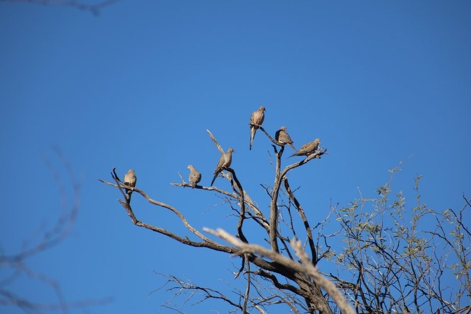 Mourning Dove - ML647233212
