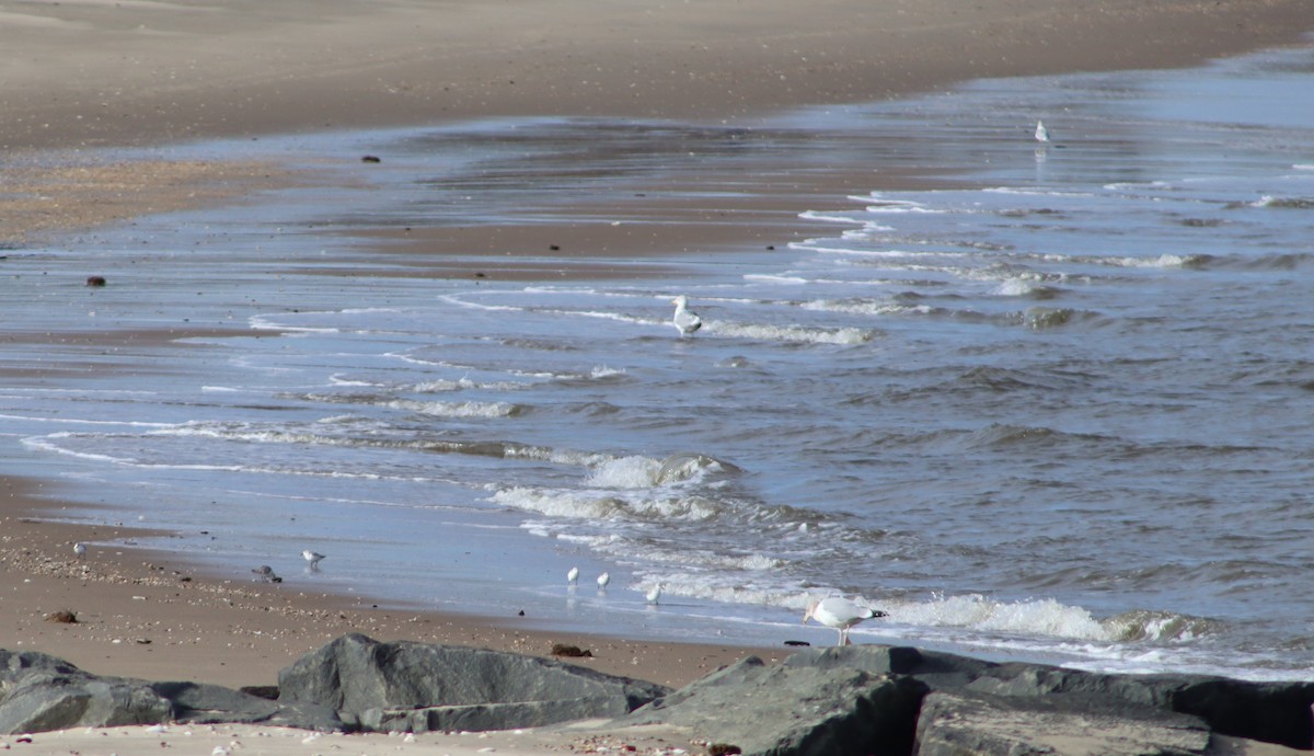 Песчанка - ML647233214