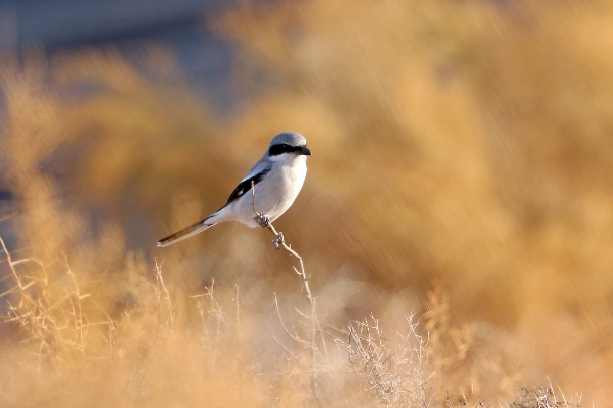 Amerika Örümcekkuşu - ML647233215