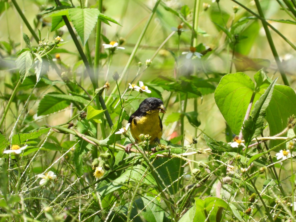 Lesser Goldfinch - ML647233232
