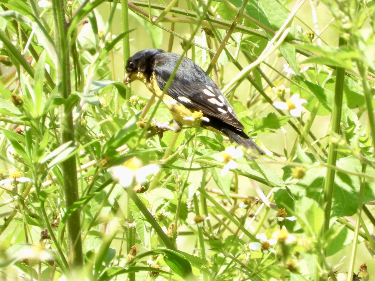 Lesser Goldfinch - ML647233243