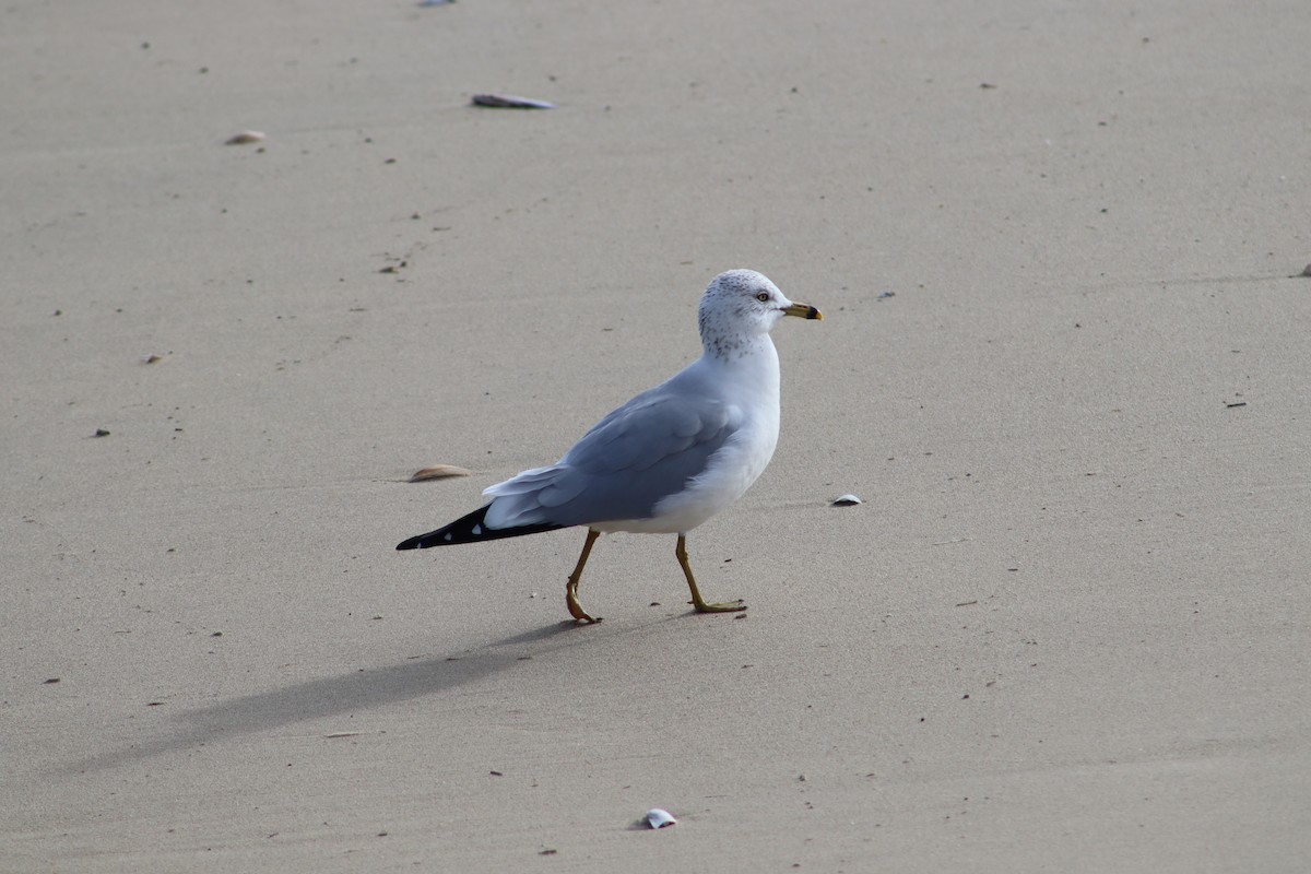Ring-billed Gull - ML647233253
