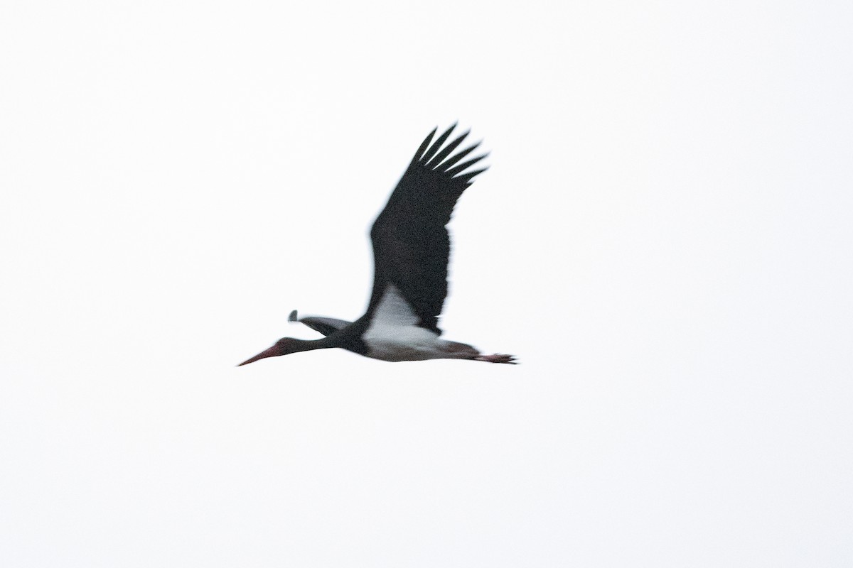 Black Stork - ML647233260