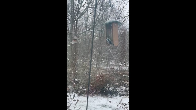 Yumuşak Tüylü Ağaçkakan - ML647233291