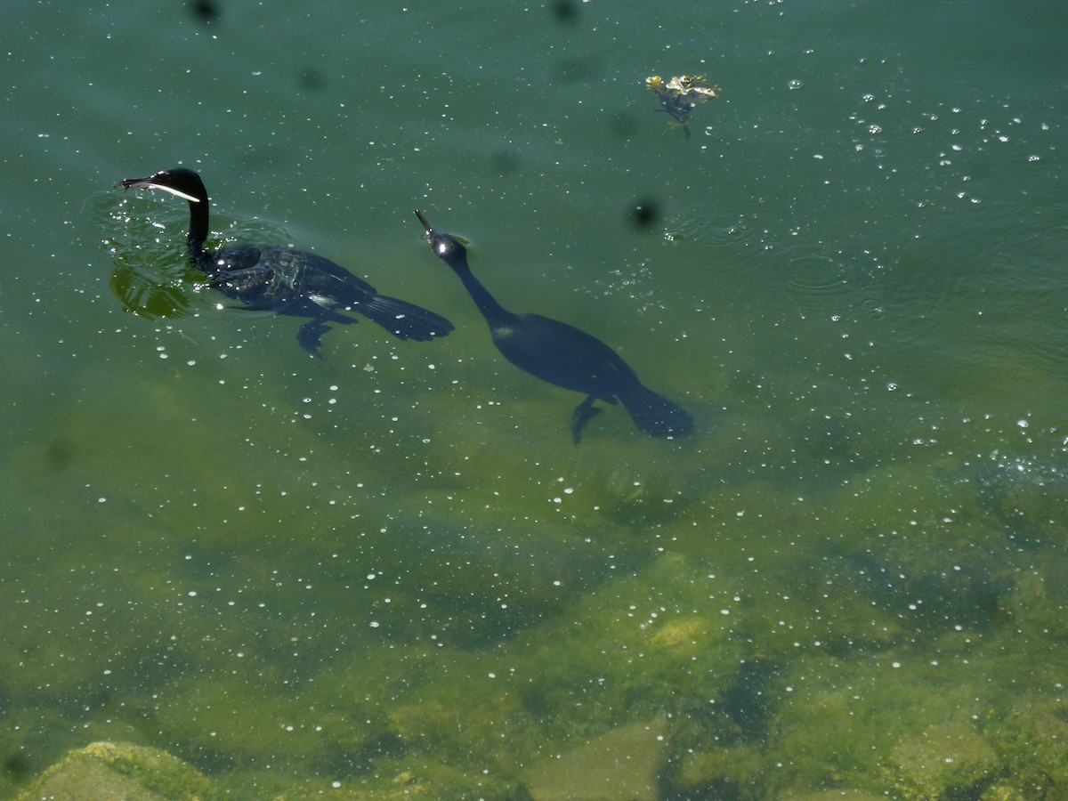 Pelagic Cormorant - ML647233329