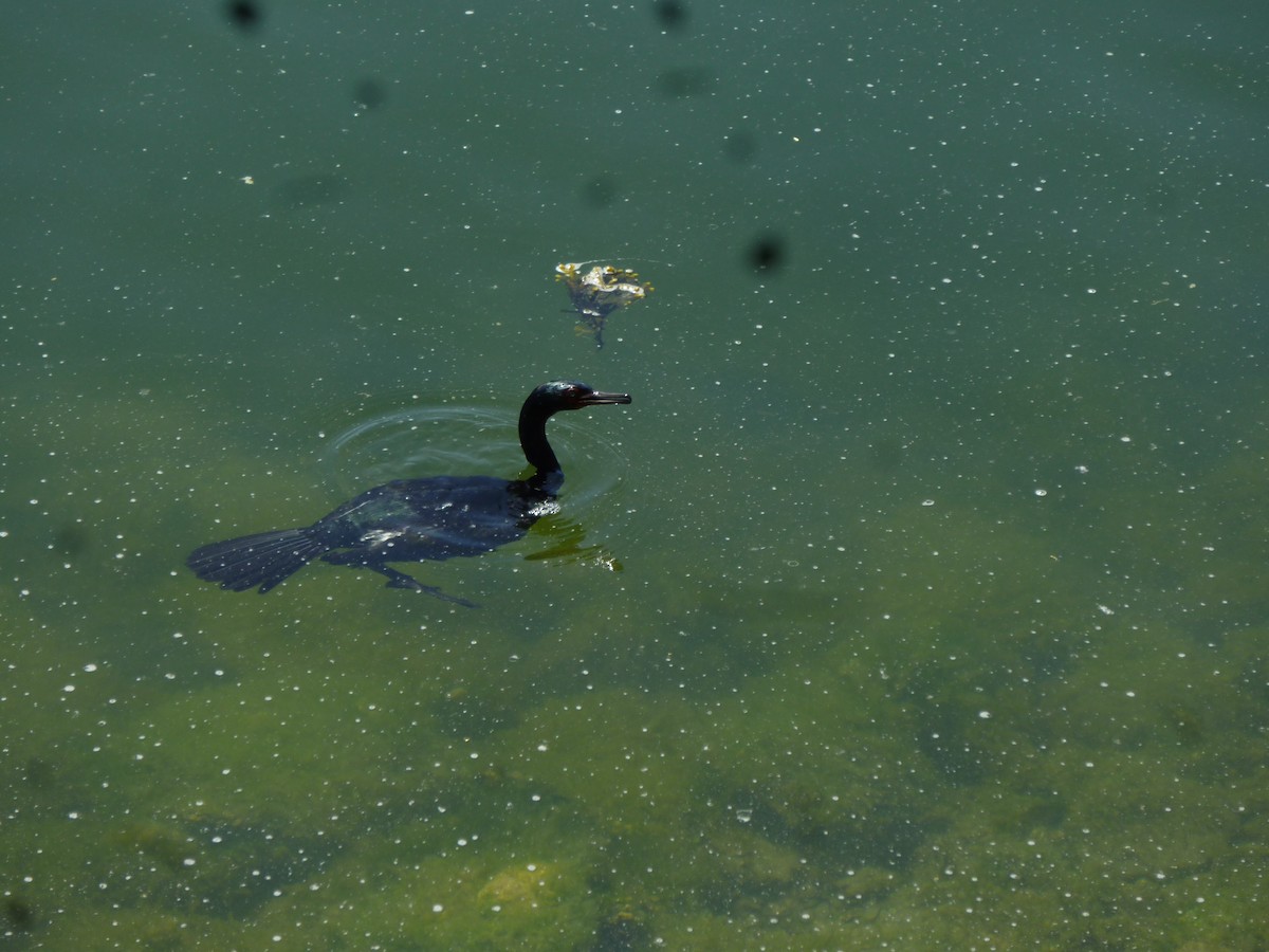 Pelagic Cormorant - ML647233330